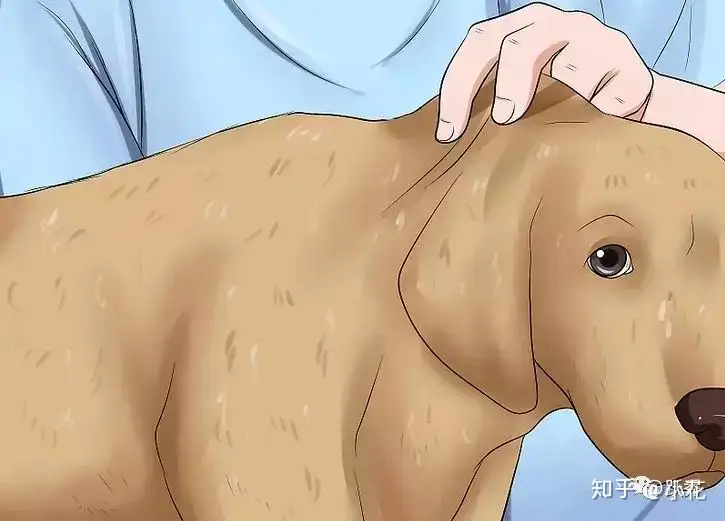 如何判断狗狗是否脱水 知乎