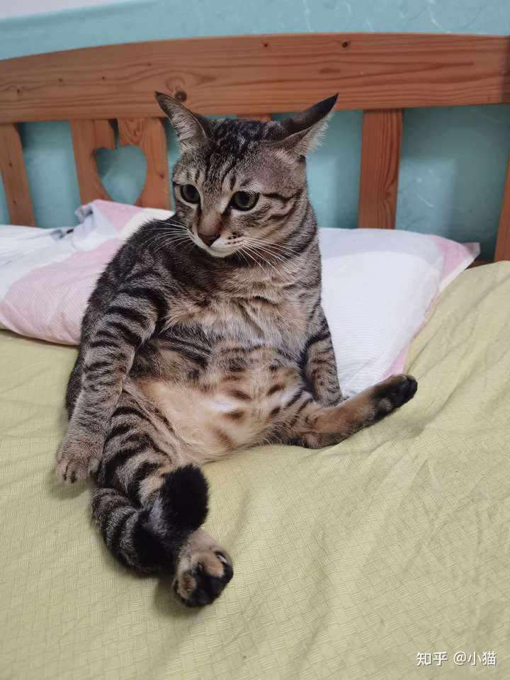 狸花猫真的有人愿意养吗?