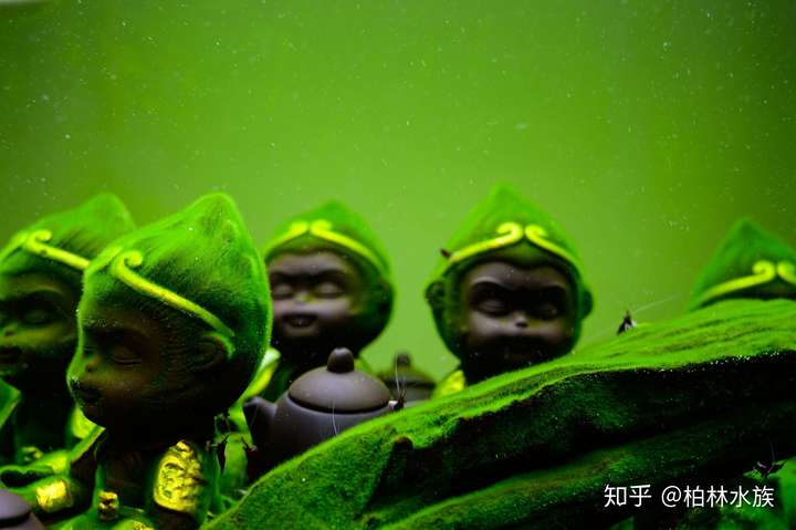 现在都流行在鱼缸里面放短绒藻孙悟空嘛