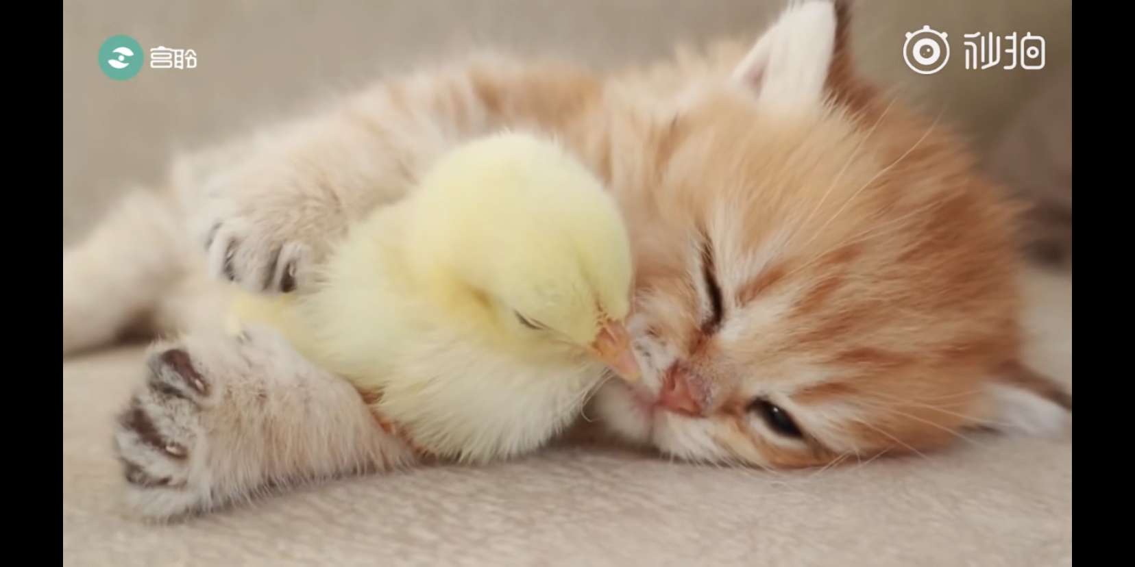 千帆尽本职:瑞典蠢驴死忠 兼职:臭码字的 兼职的兼职:讨债公司打手