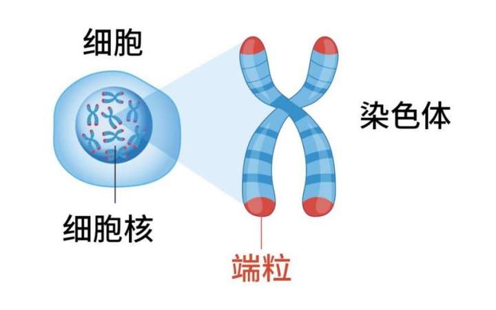 盼生派前沿高新抗衰抗氧配方，重塑端粒、线粒体活力