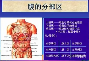 左腹部有哪些器官?