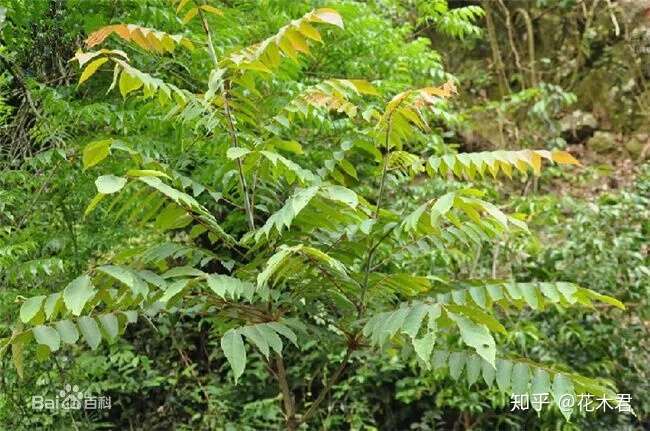 香椿 红椿 紫椿等 其实不是同一种植物 知乎