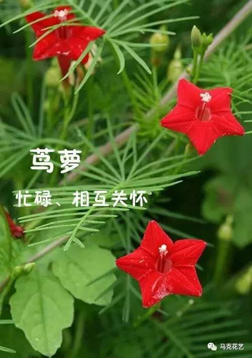换季换支花 秋季花草图鉴 看这里就够了 知乎