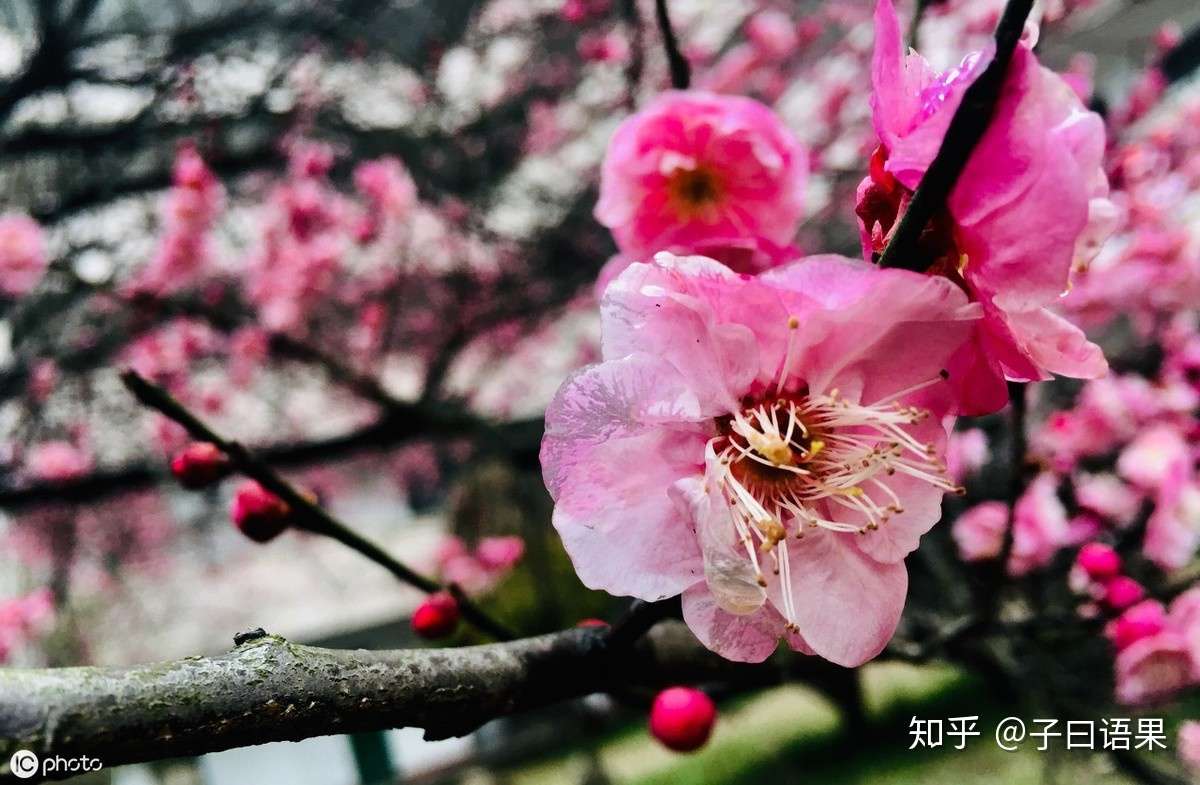 30首最美落花诗词 从暮春看到初夏 知乎