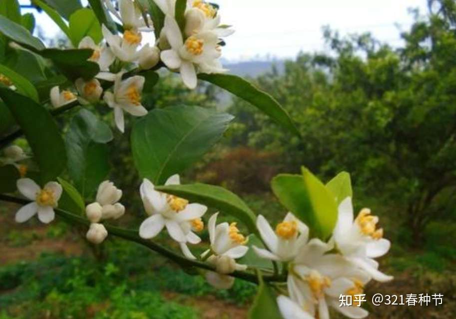柑橘春梢如何促花保果 这里有管理方案 珍藏篇 不看太亏了 知乎