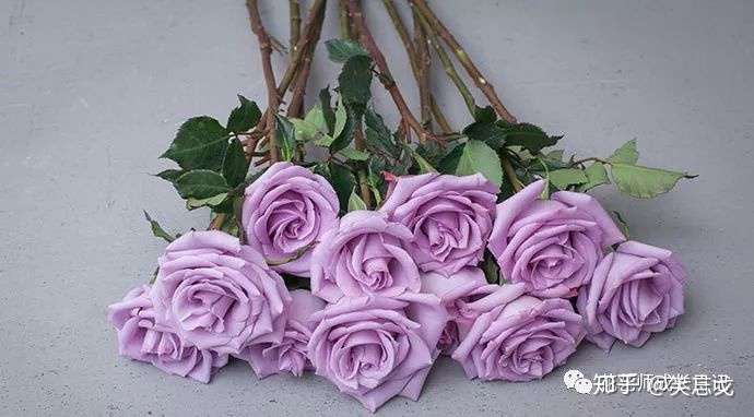 10款紫色玫瑰品种介绍 每一种都是优雅的典范 知乎