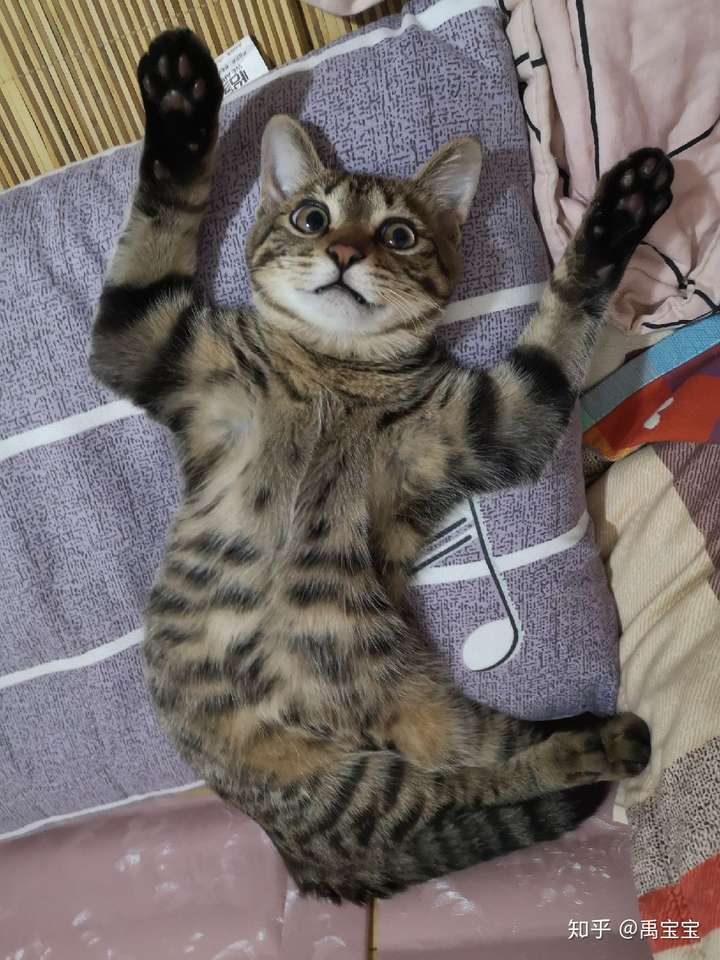 以我家九个月大的健康狸花猫猫宝为例子吧