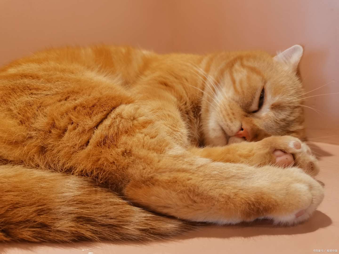 每天要睡十几个小时的猫咪也会做梦吗 知乎