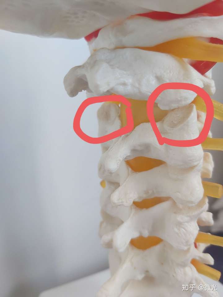 为什么胸椎上下关节突的关节面呈冠状位,腰椎呈矢状位,颈椎呈水平位