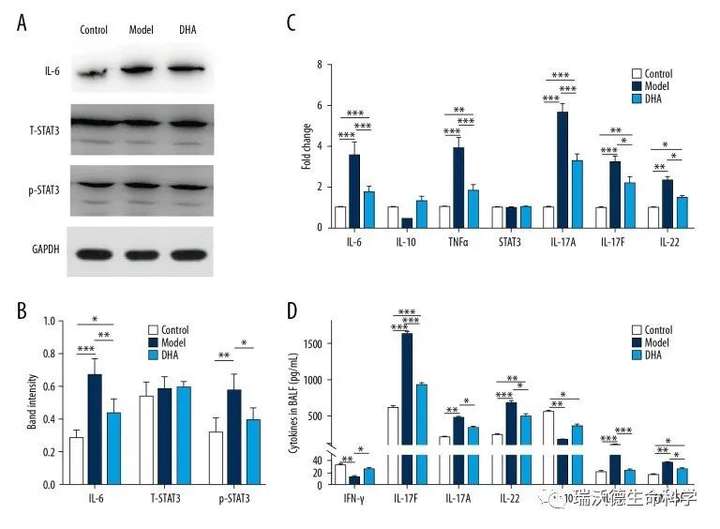 世界哮喘日丨双氢青蒿通过调节MiR-183C改善OVA诱导的小鼠哮喘