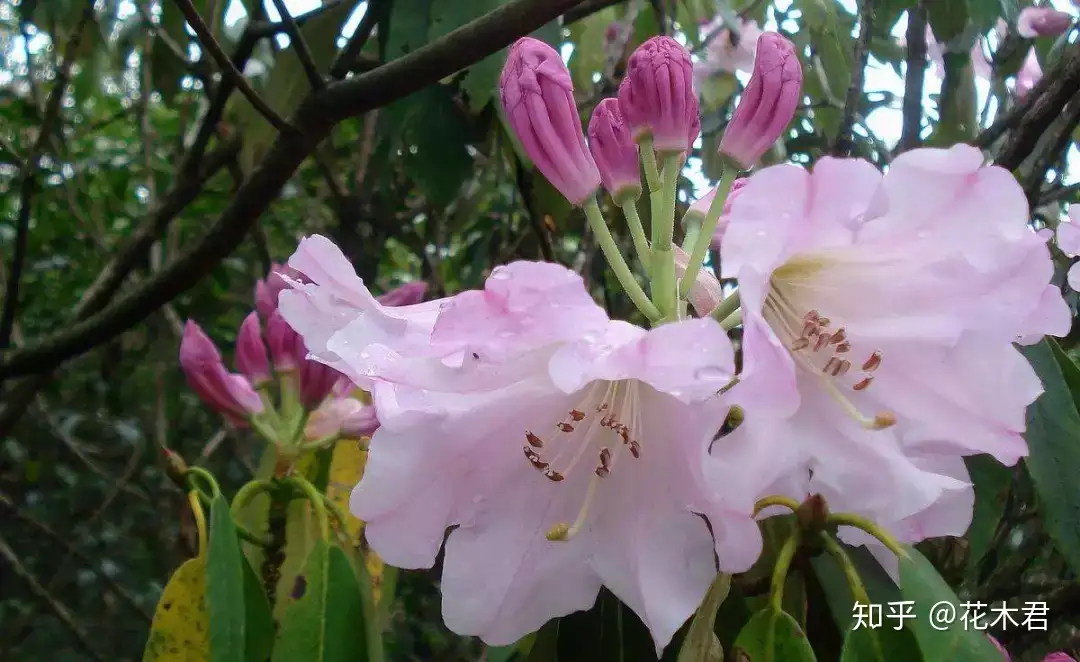 扇花季節花蓋物 9客 蓋は10枚-