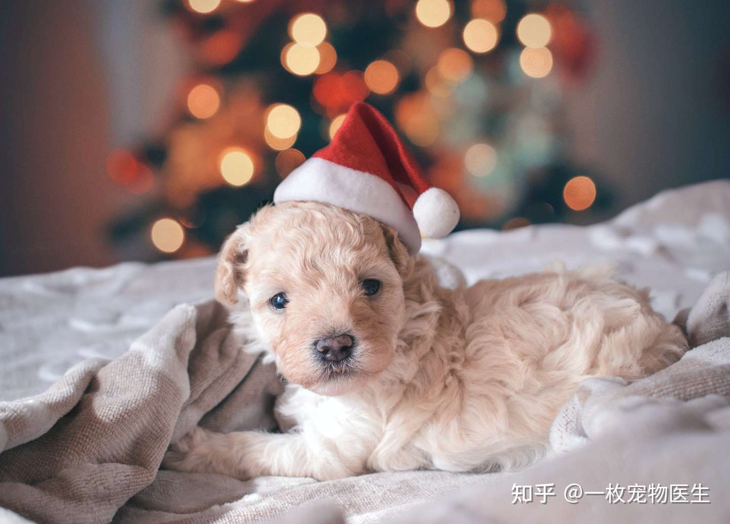 教你1分钟区分狗狗到底是感冒还是犬瘟 知乎