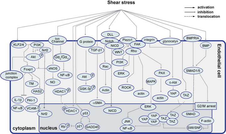 動(dòng)脈粥樣硬化中的內(nèi)皮細(xì)胞力學(xué)生物學(xué)