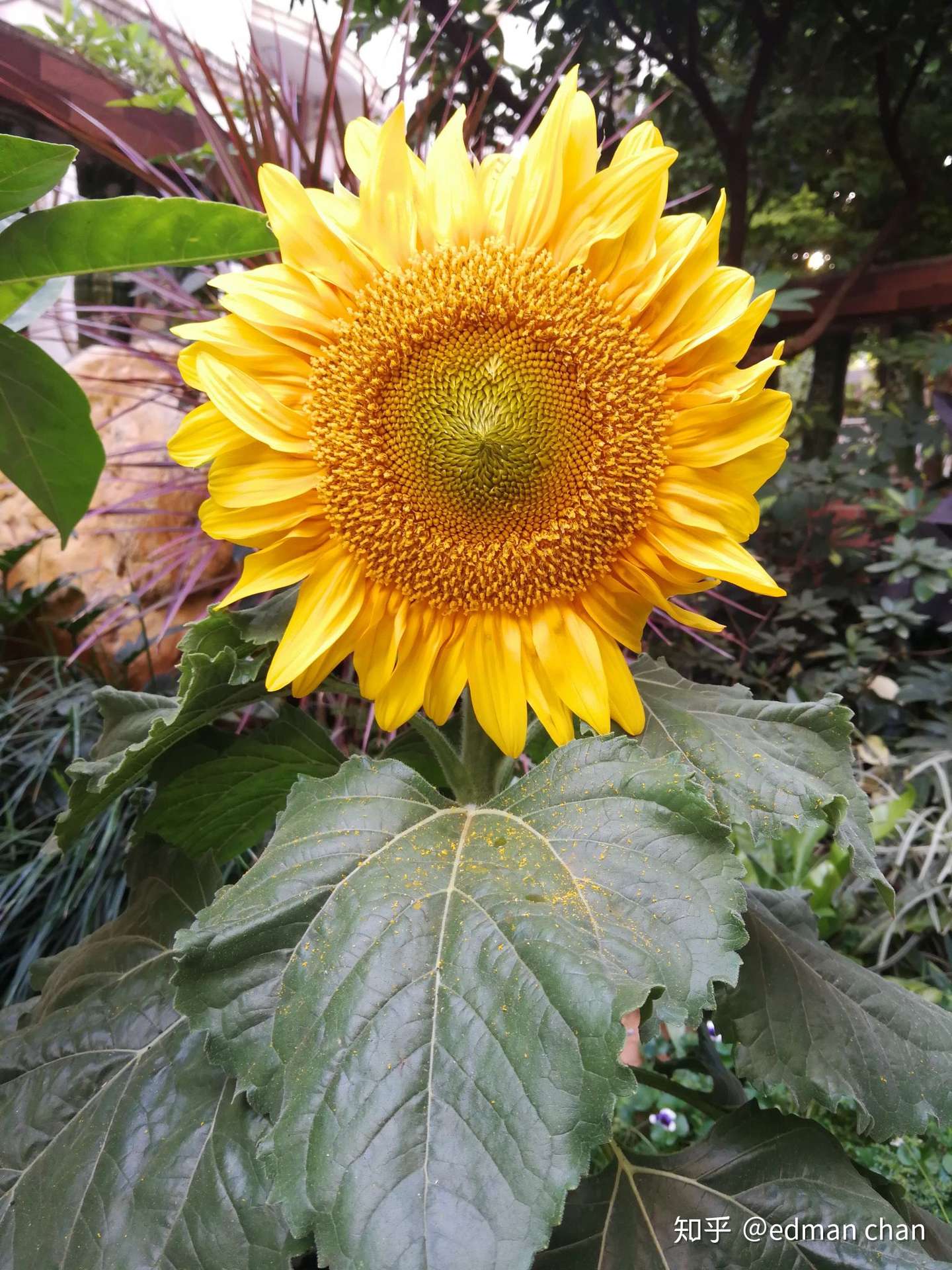 向日葵种植日记 知乎