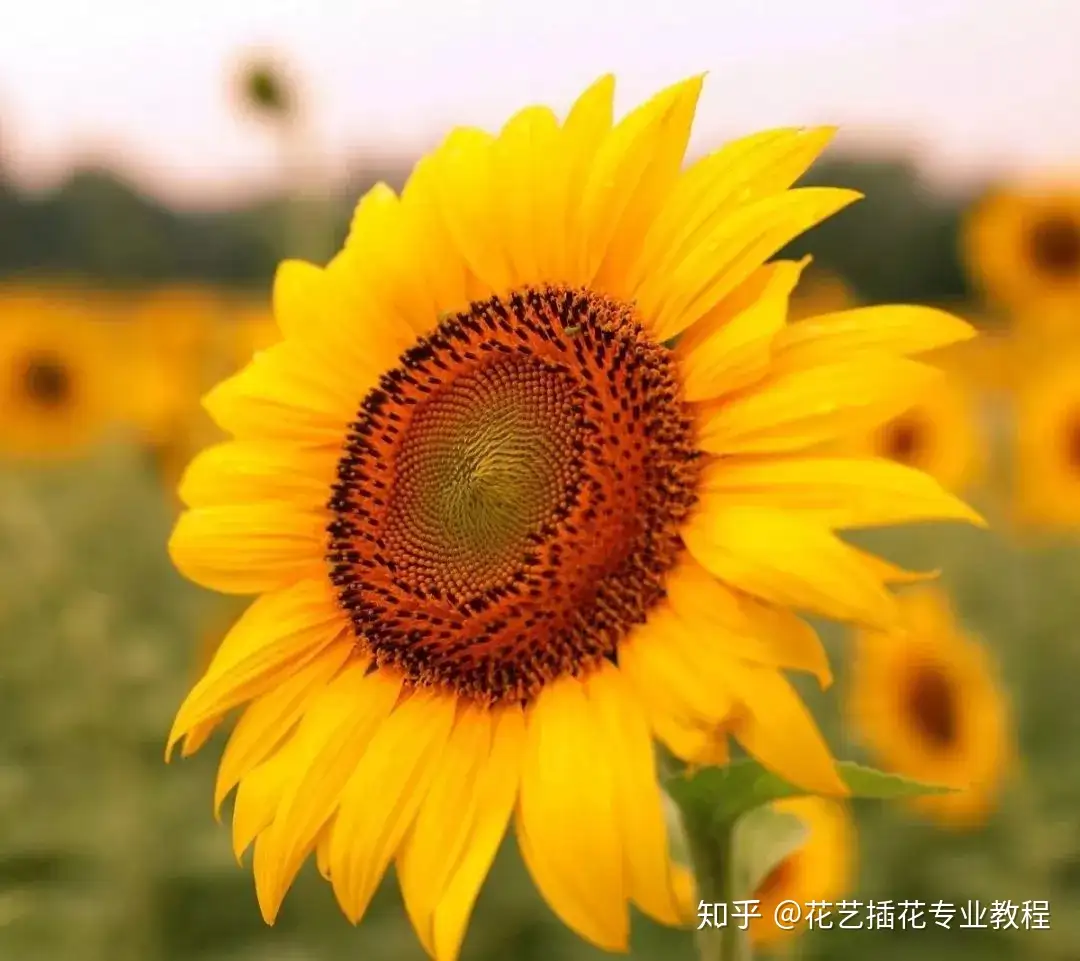 零基础学花艺 30种菊科植物介绍 知乎