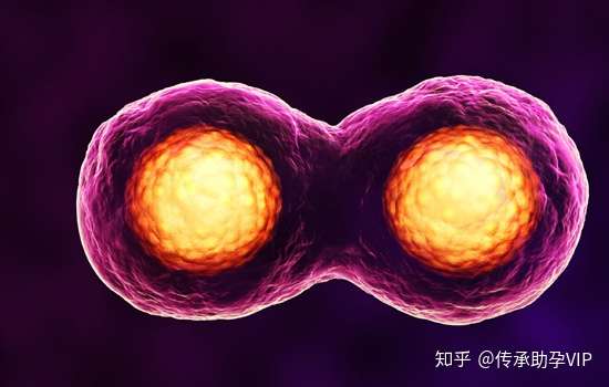 上海第三代试管排名（试管婴儿的具体步骤、过程详解）