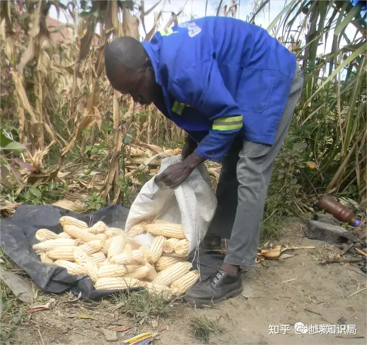 非洲真的缺粮食吗?
