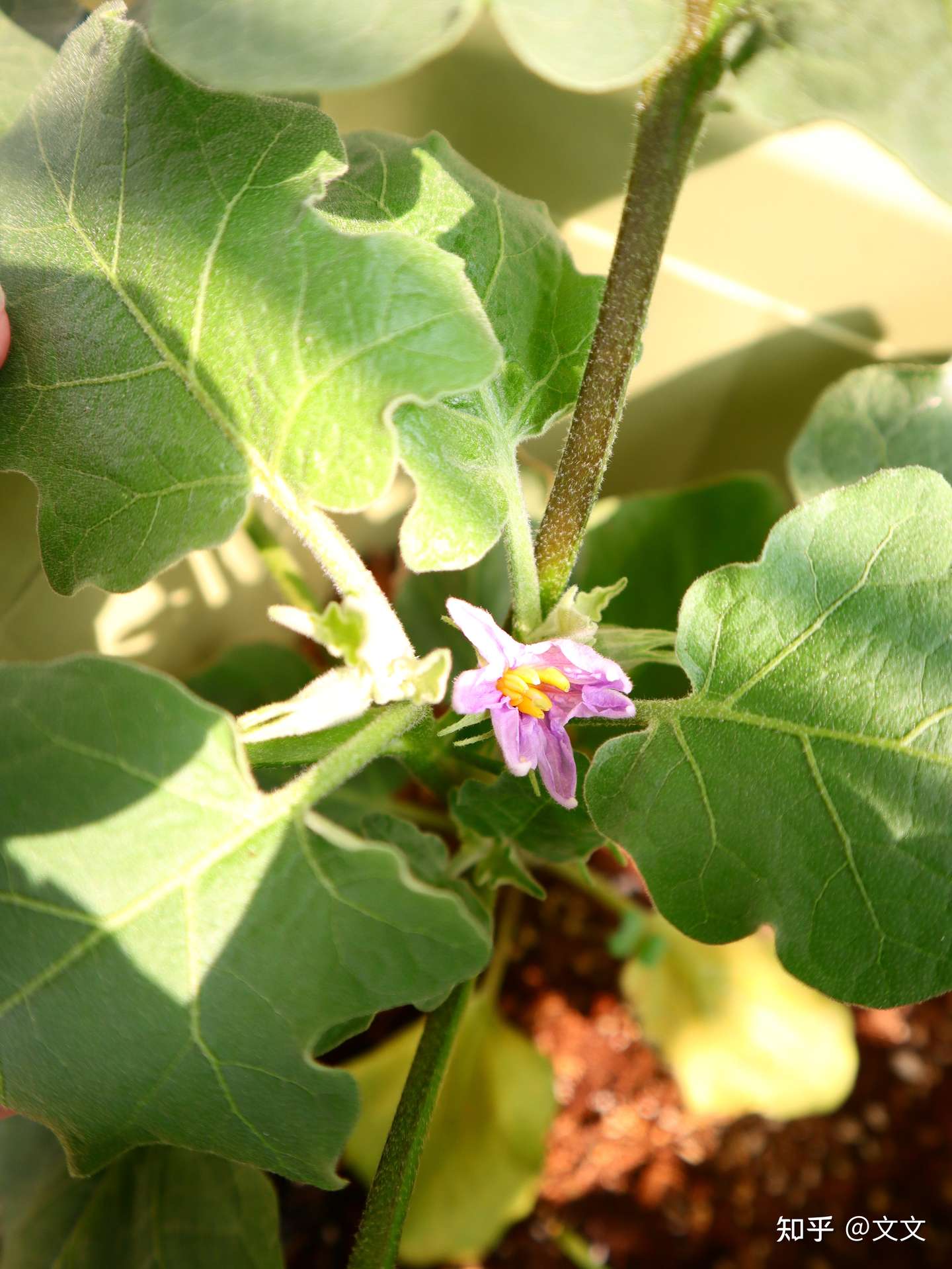 阳台种菜攻略 二 种植植物的选择和混种大法 知乎