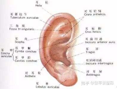 跟招风耳说拜拜 知乎