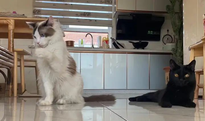玄猫和黑猫的区别有什么区别吗？ - 知乎