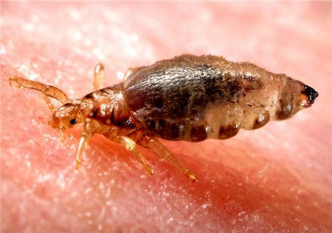 真蜱目动物(蜱虫)