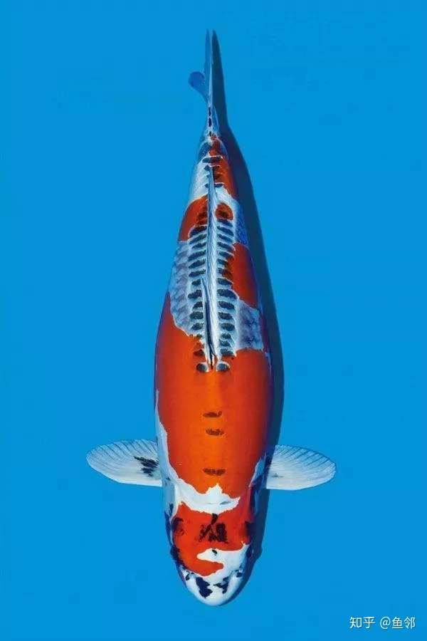 想不到啊 赫赫有名的德国锦鲤祖先竟然是它 知乎