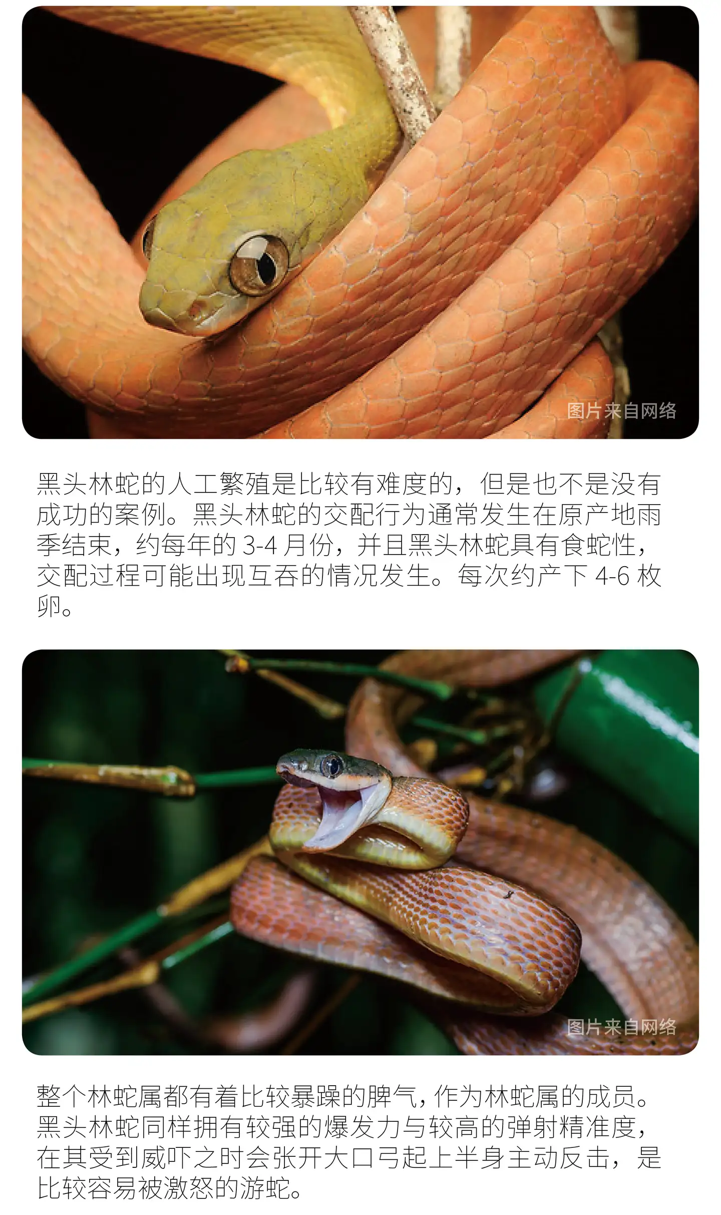 物种小谈 黑头林蛇 知乎