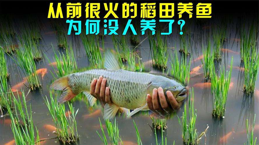 图片[3]-为啥以前很火的稻田养鱼，现在很少见了？-博云求真