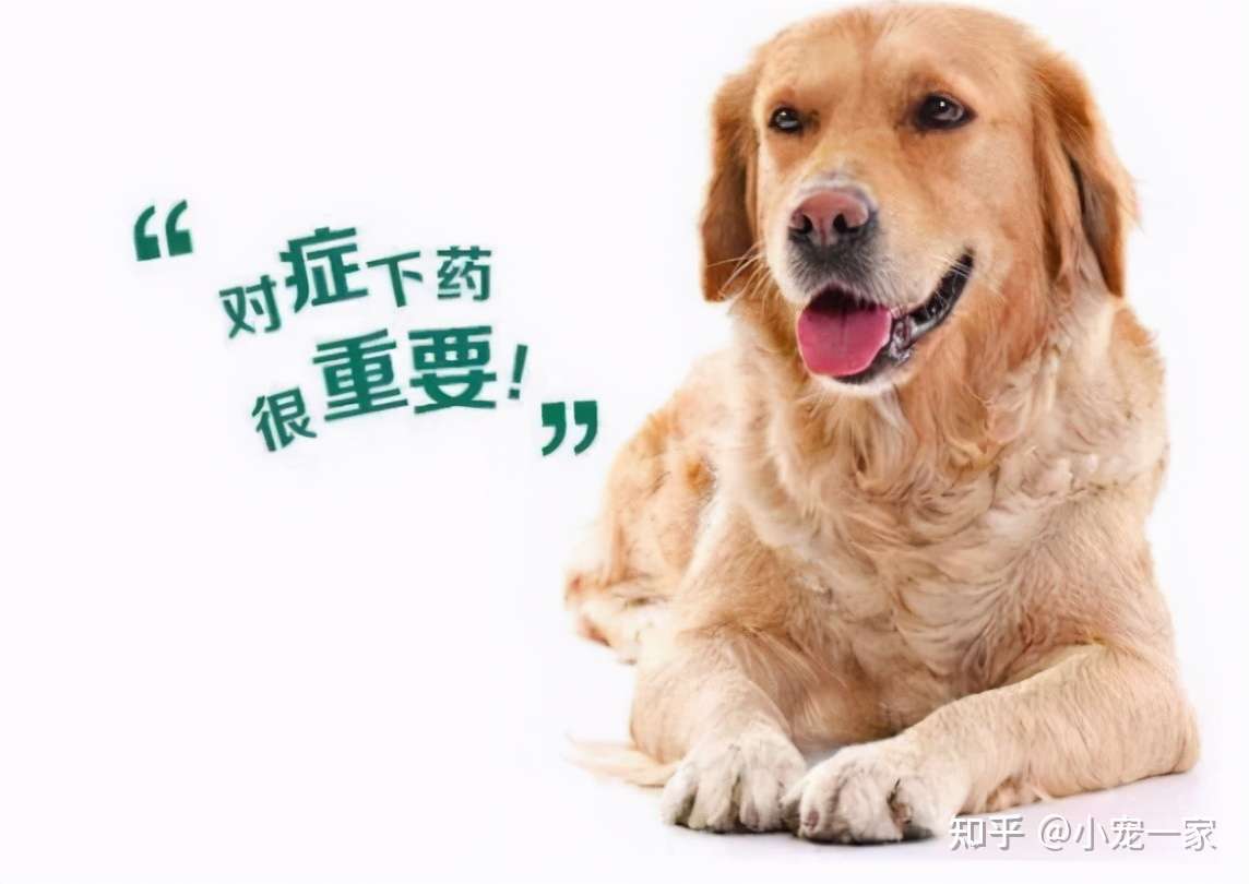 狗狗出现这4个情况 大多是身体有虫了 知乎 狗狗出现这4个情况 大多是身体有虫了 知乎