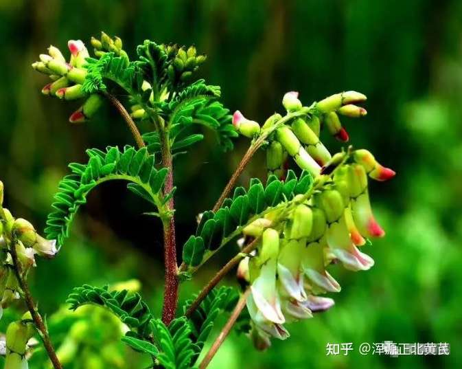 黄芪花长什么样 浑源黄芪开花 知乎