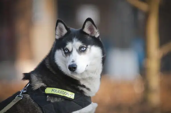 为什么不用哈士奇当警犬？