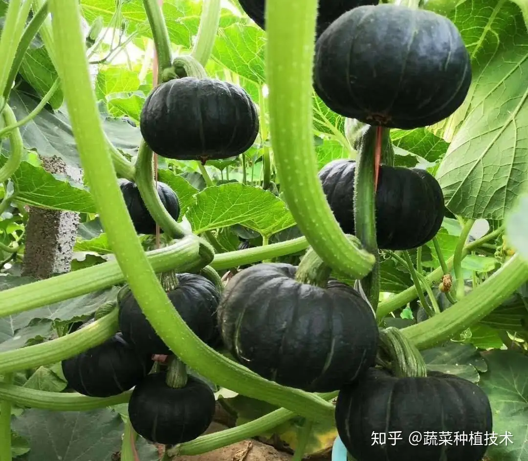 无土栽培技术 贝贝南瓜种植管理技术 知乎