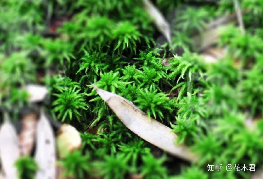 苔藓面面观 泥炭藓的鉴赏以及在园艺宠物市场的应用 知乎