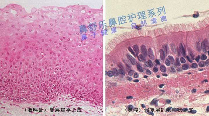 復層扁平上皮與鼻腔的假復層纖毛柱狀上皮結構對比