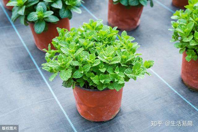 盆栽薄荷种起来 一盆轻松变十盆 还有大用处 知乎