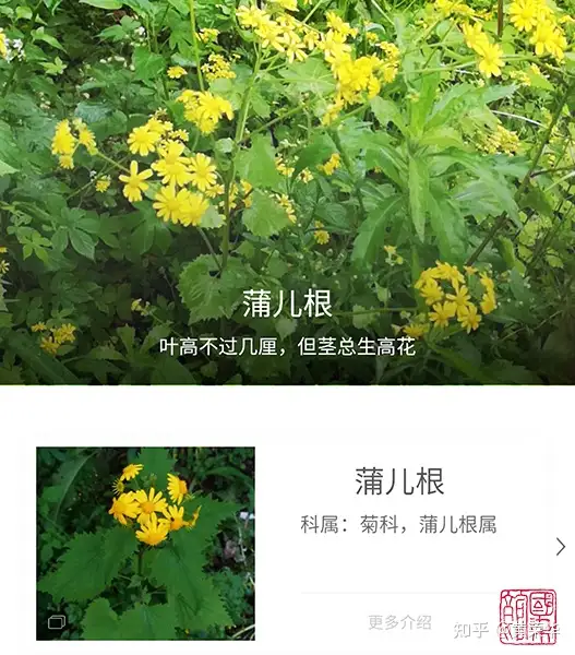 植物染料 蒲儿根 知乎