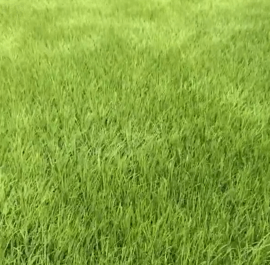 v2-66af889f2d160539aff465f0bda1e802_1440w.gif