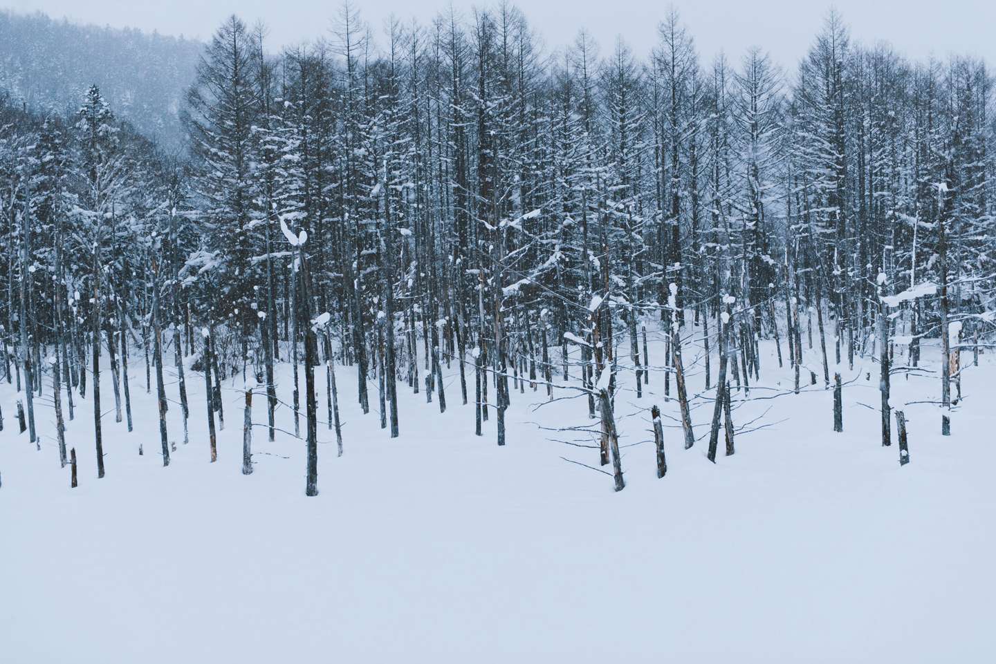 不愿归去 冬日自驾环北海道 知乎