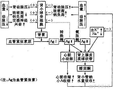 肾的血液循环图片