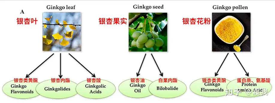 膳食补充剂成分科普系列 三 银杏叶ginkgo Leaf 知乎