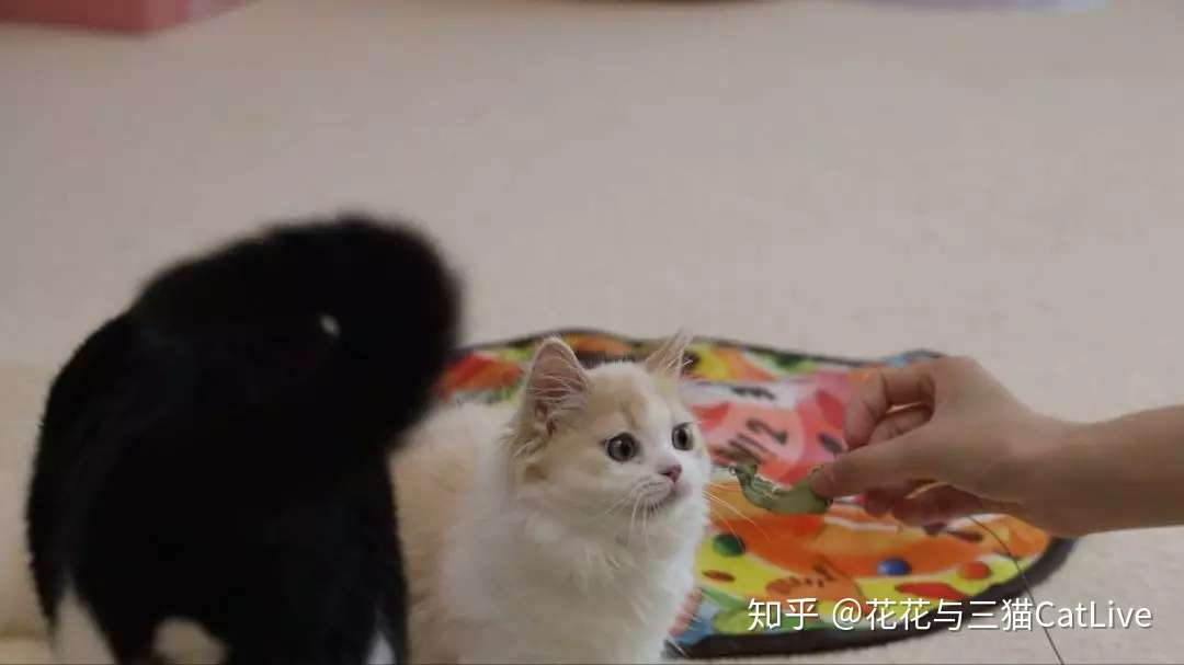 猫咪吃虫瘿果和吃猫薄荷 效果会有什么区别 知乎