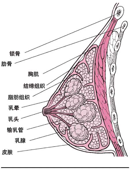 乳腺胸和脂肪胸区分图图片