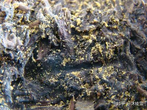 黑茶茶饼是否会有黄曲霉素?