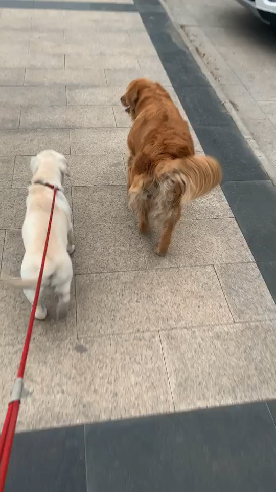 我的拉布拉多是混了柯基嘛?