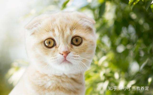 猫是色盲吗？ - 知乎
