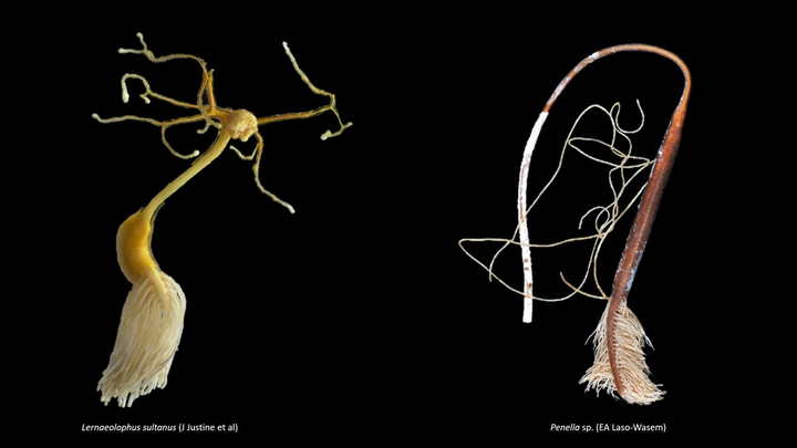 如果有像蟹奴那样寄生人类的生物,它应该是什么分类?