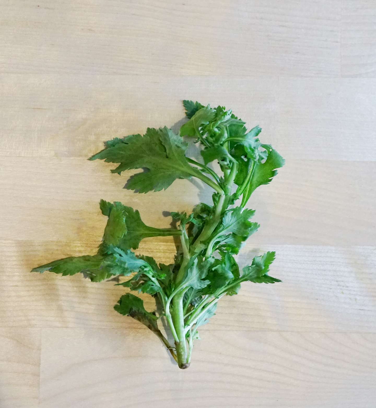 春天的绿地上 能吃的叫野菜 不能吃的叫野草 知乎