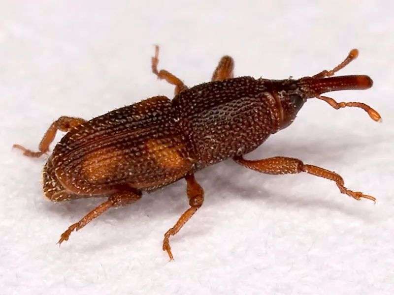 米袋里凭空出现的甲虫 你吃的每碗饭都可能含有它们的虫卵 知乎