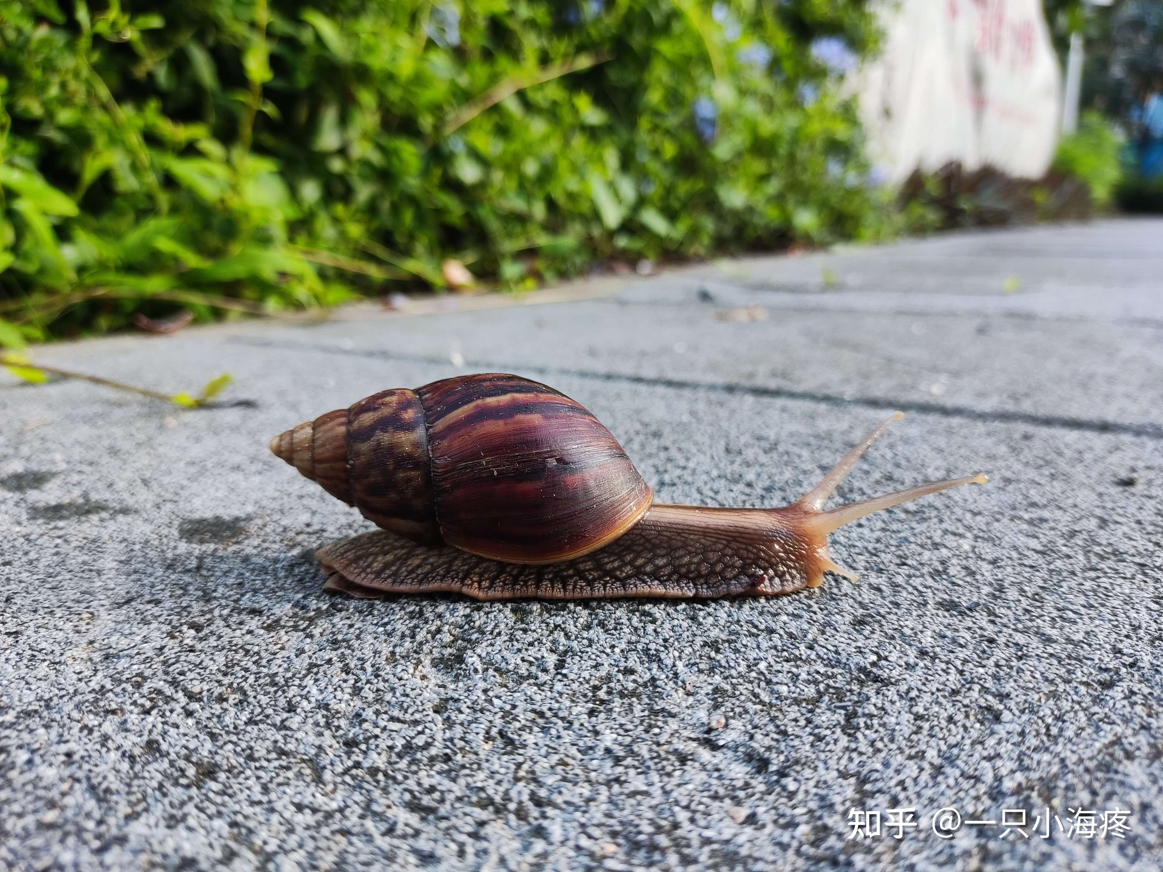 一只小海疼 的想法: 深圳这种大蜗牛真的有毒吗? - 知乎